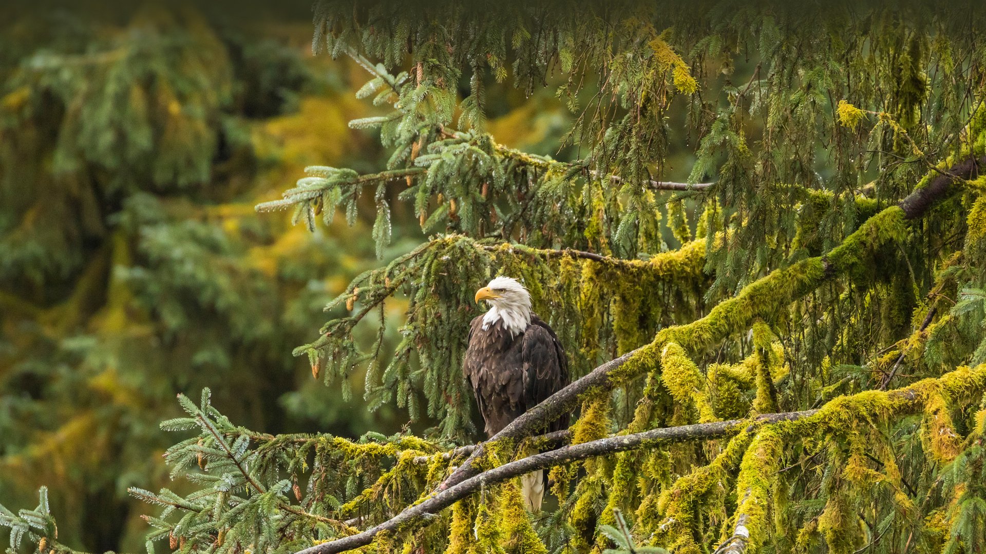 Majestic Bald Eagle In Lush Wilderness 4K Ultra HD Animal Wallpaper 