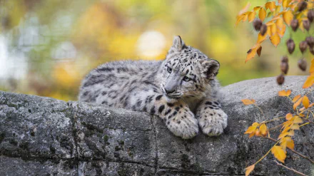 cub Animal snow leopard HD Desktop Wallpaper | Background Image