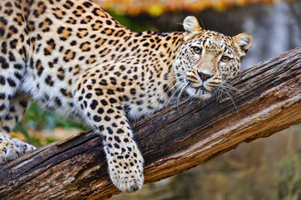 Animal leopard HD Desktop Wallpaper | Background Image