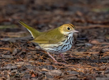  Ovenbird (Seiurus aurocapilla) in Prospect Park, Brooklyn, NY USA by Rhododendrites