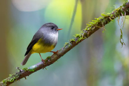  Yellow-bellied Flyrobin (Cryptomicroeca flaviventris) - Blue River Provincial Park, island by JJ Harrison