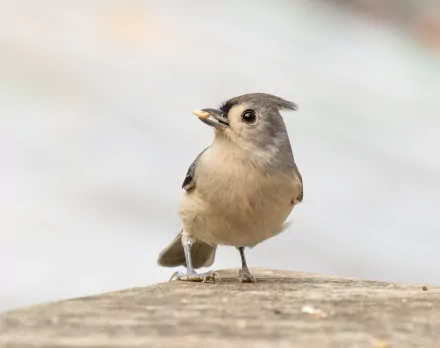  Tufted titmouse (Baeolophus bicolor) in Prospect Park, Brooklyn, NY USA by Rhododendrites