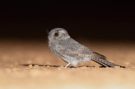  Australian owlet-nightjar (Aegotheles cristatus) - Mount Hope, New South Wales, Australia by JJ Harrison