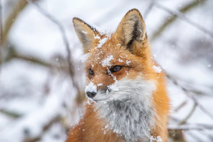 red fox Animal fox HD Desktop Wallpaper | Background Image