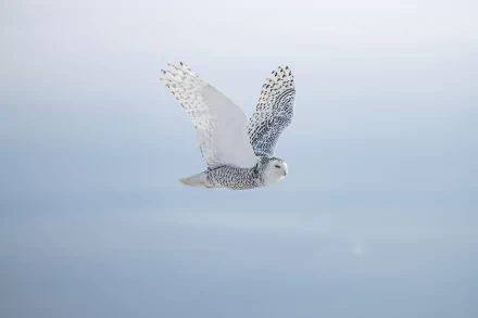 Snowy owl (animal) gliding over a soft pale sky — high-detail 8K Ultra HD PC desktop wallpaper background.