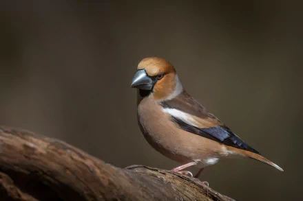 Animal Hawfinch HD Desktop Wallpaper | Background Image