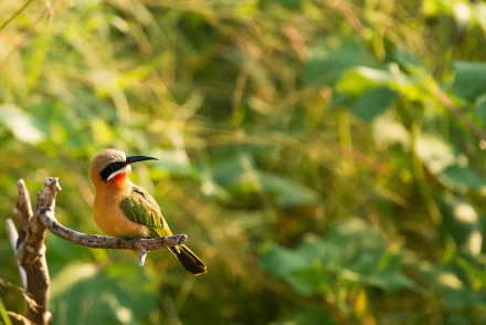 White-fronted Bee-eater Animal bee-eater HD Desktop Wallpaper | Background Image