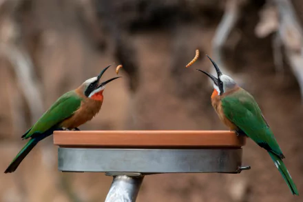 White-fronted Bee-eater Animal bee-eater HD Desktop Wallpaper | Background Image