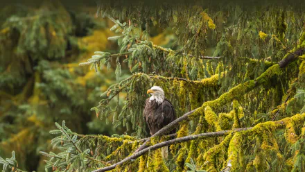 A bald eagle perched on a moss-covered tree branch in a lush forest, captured in stunning 4K Ultra HD detail for a PC desktop wallpaper.