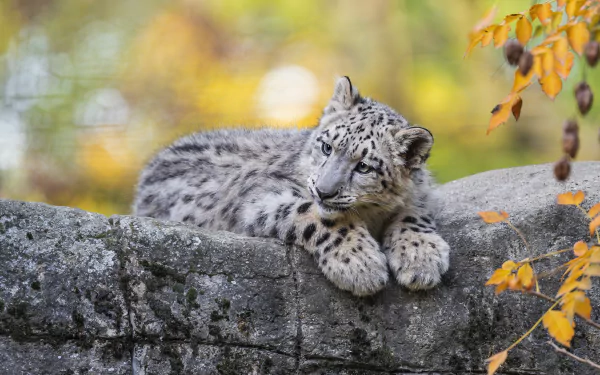 A beautiful snow leopard cub portrayed against a snowy background in high definition, perfect for desktop wallpaper.