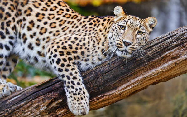 Animal leopard HD Desktop Wallpaper | Background Image