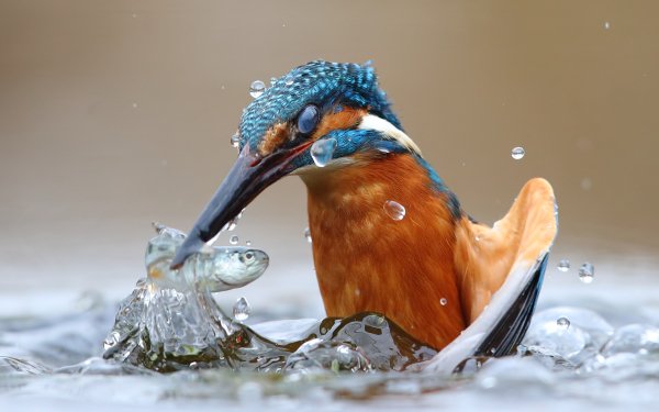 Animal Kingfisher Birds Kingfishers Common Kingfisher HD Wallpaper | Background Image