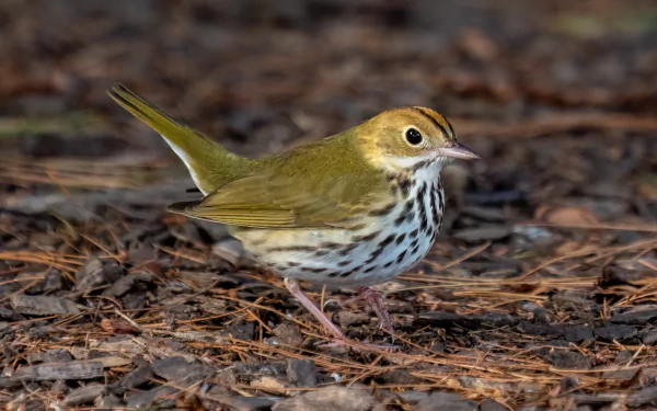  Ovenbird (Seiurus aurocapilla) in Prospect Park, Brooklyn, NY USA by Rhododendrites