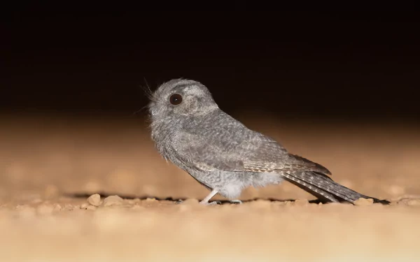  Australian owlet-nightjar (Aegotheles cristatus) - Mount Hope, New South Wales, Australia by JJ Harrison