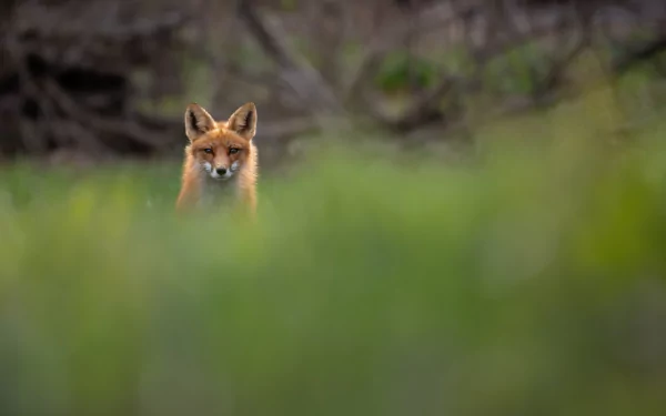 red fox Animal fox HD Desktop Wallpaper | Background Image