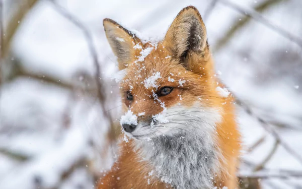red fox Animal fox HD Desktop Wallpaper | Background Image