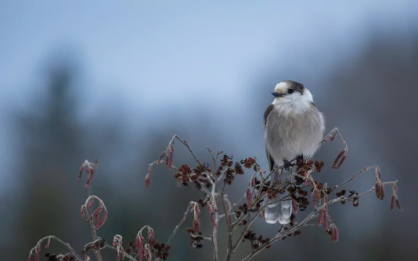  Canada Jay (perisoreus canadensis) by Jeremy Hynes