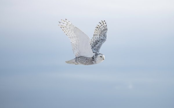 Animal Snowy Owl Birds Owls HD Wallpaper | Background Image