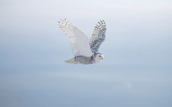 Snowy owl (animal) gliding over a soft pale sky — high-detail 8K Ultra HD PC desktop wallpaper background.
