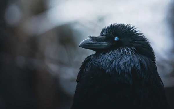 Animal raven HD Desktop Wallpaper | Background Image