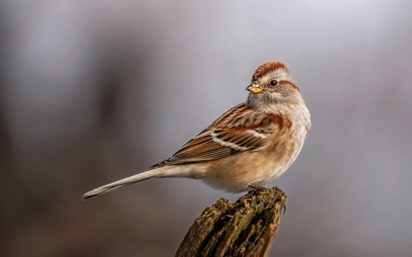 Animal Sparrow Birds Passerines American Tree Sparrow HD Wallpaper | Background Image