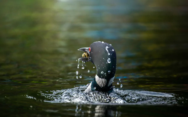 Common Loon Animal Loon HD Desktop Wallpaper | Background Image