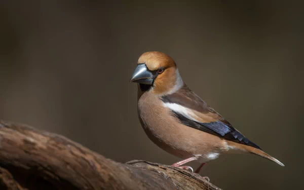 A detailed 4K Ultra HD desktop wallpaper featuring a hawfinch perched on a branch against a softly blurred background.