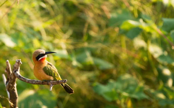 White-fronted Bee-eater Animal bee-eater HD Desktop Wallpaper | Background Image