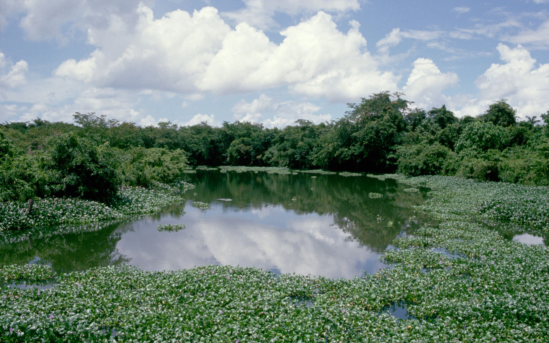 Tranquil River HD Wallpaper - Download Now 