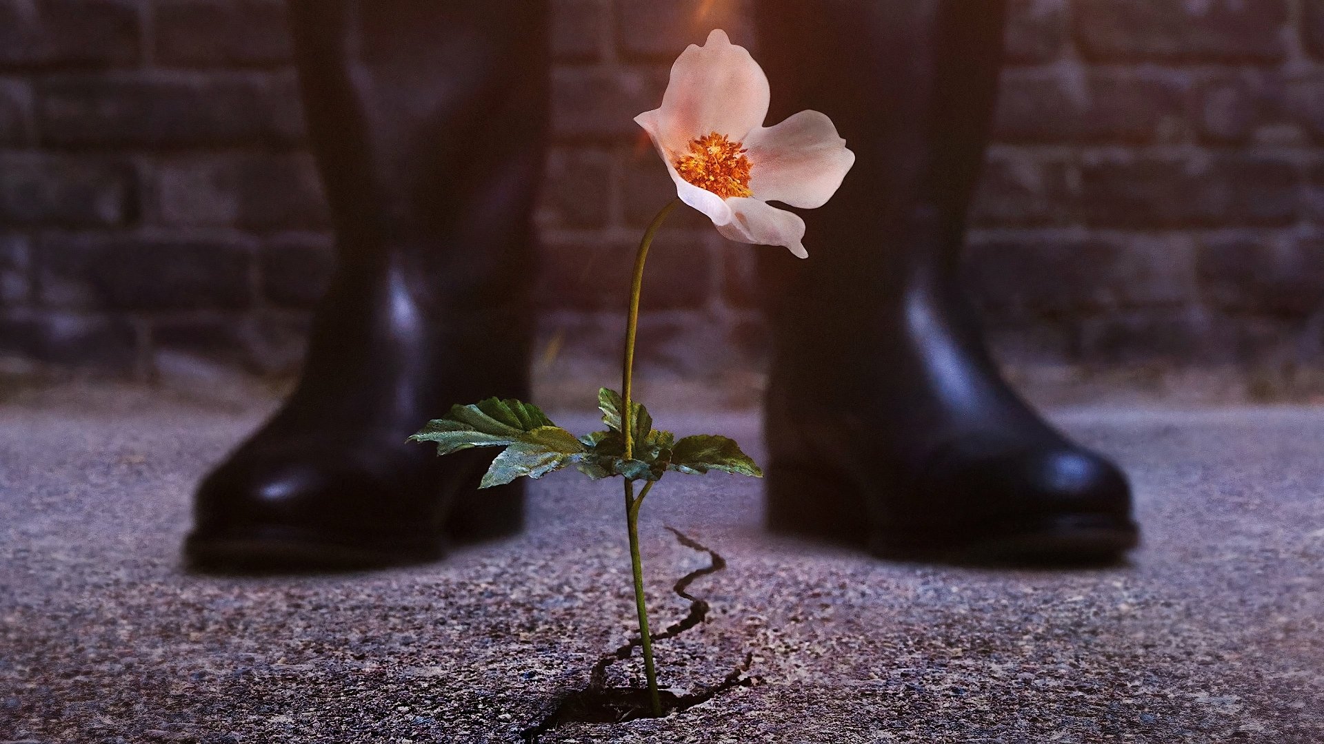 Download TV Show The Man In The High Castle 4k Ultra HD Wallpaper