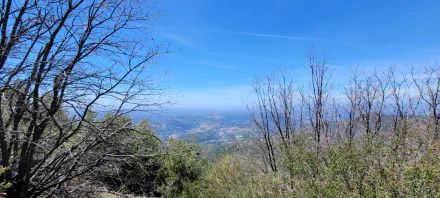 HD landscape wallpaper showcasing a Southern California forest with bare trees and a distant valley under a clear blue sky, capturing the essence of hiking and nature photography.