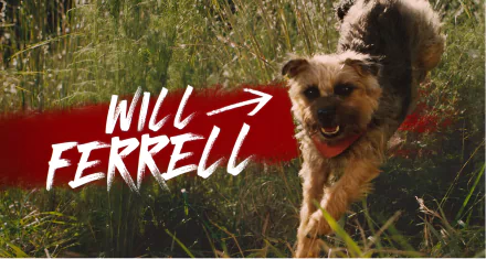 Energetic dog running through tall grass with text overlay 'Will Ferrell' as HD desktop wallpaper background tagged with strays.