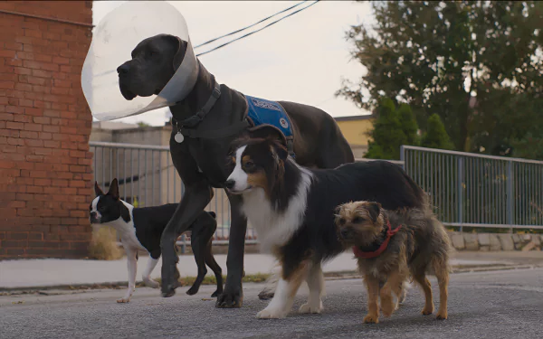 HD desktop wallpaper from the movie Strays featuring a group of dogs walking together on a street.
