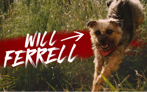 Energetic dog running through tall grass with text overlay 'Will Ferrell' as HD desktop wallpaper background tagged with strays.