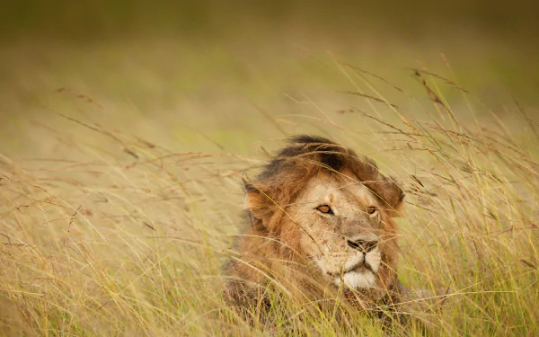 Majestic lion in high definition - perfect for desktop wallpaper.