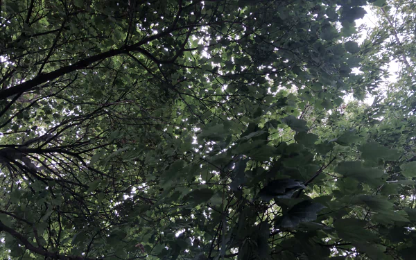  Branches Embrace