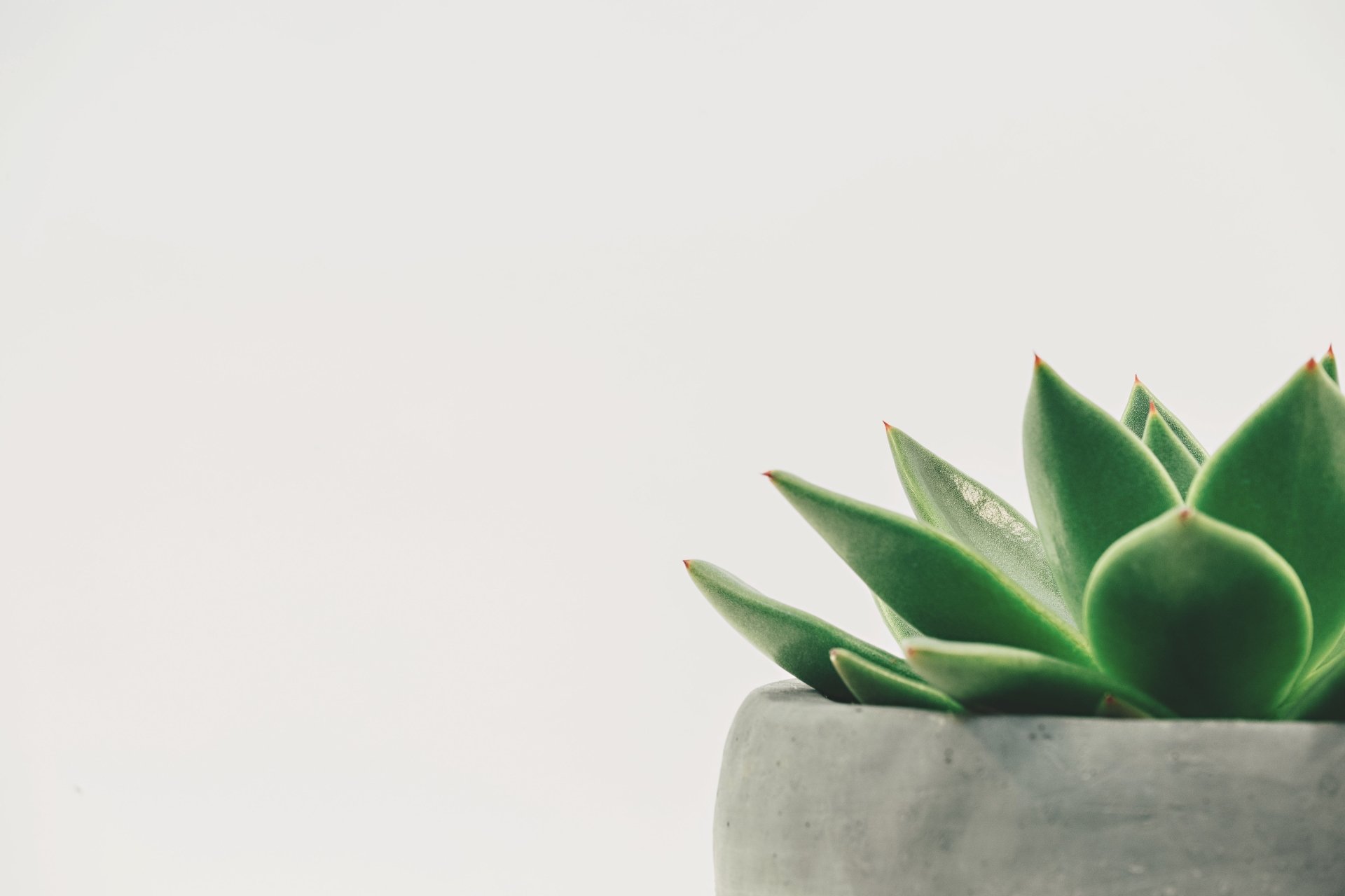 Download Succulent Plant 4k Ultra HD Wallpaper by Scott Webb