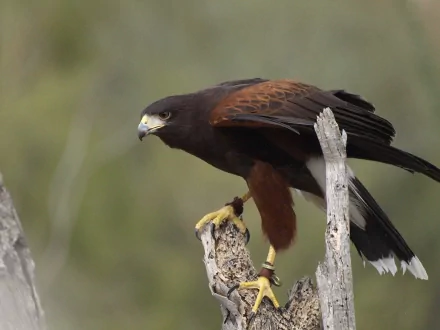 Animal harris's hawk HD Desktop Wallpaper | Background Image