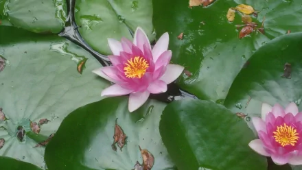 lotus HD Desktop Wallpaper | Background Image