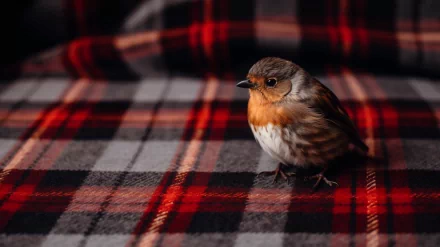 HD wallpaper of a sparrow perched on a red and black plaid background.