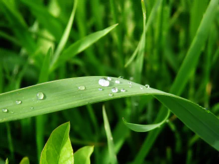 Close-up of fresh morning dew on a vibrant green grass blade - HD desktop wallpaper background.