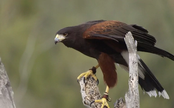 Animal harris's hawk HD Desktop Wallpaper | Background Image