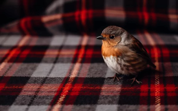 HD wallpaper of a sparrow perched on a red and black plaid background.