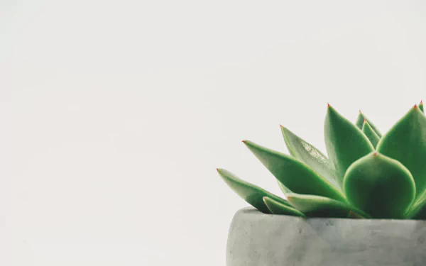  Succulent Plant on Gray Plant Pot Close-up Photo by Scott Webb