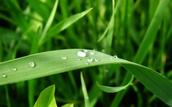 Close-up of fresh morning dew on a vibrant green grass blade - HD desktop wallpaper background.