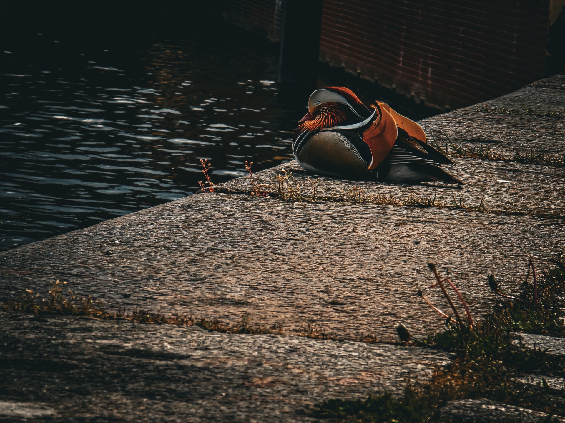 sleepy duck by Fluegelhero