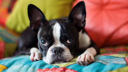 A charming Boston Terrier lies on a colorful quilt, gazing thoughtfully with big, expressive eyes. This HD wallpaper adds a playful touch to any desktop background.