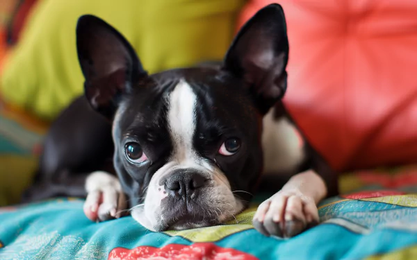 A charming Boston Terrier lies on a colorful quilt, gazing thoughtfully with big, expressive eyes. This HD wallpaper adds a playful touch to any desktop background.