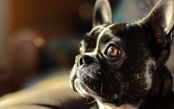 A close-up of a Boston Terrier's face, showcasing its expressive eyes and distinctive features. This high-definition image serves as a captivating desktop wallpaper background.