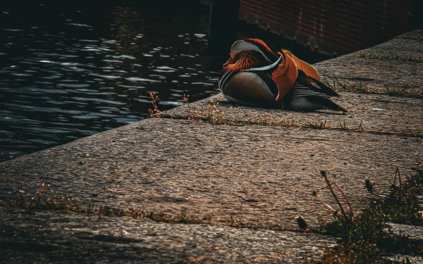  sleepy duck